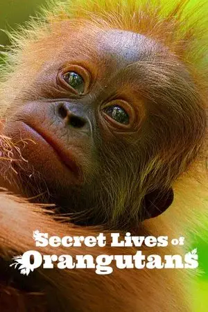 watch Secret Lives of Orangutans
